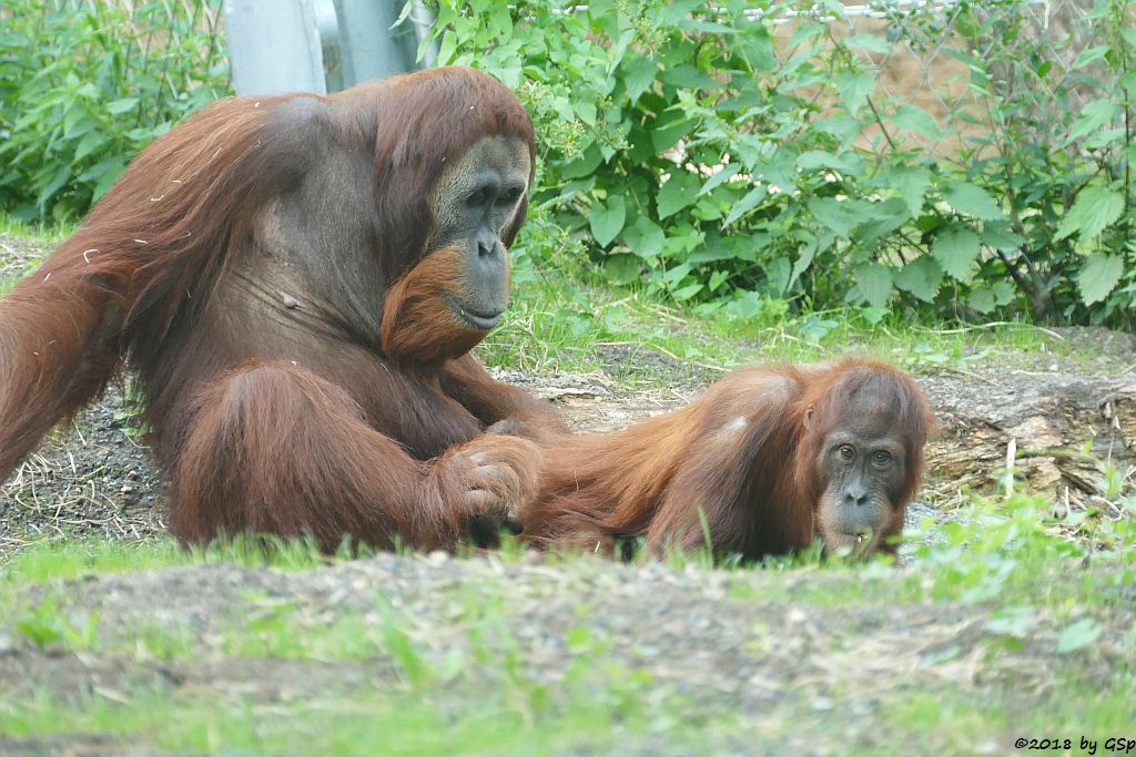 Sumatra-Orang-Utan KEMBALI und INDAH