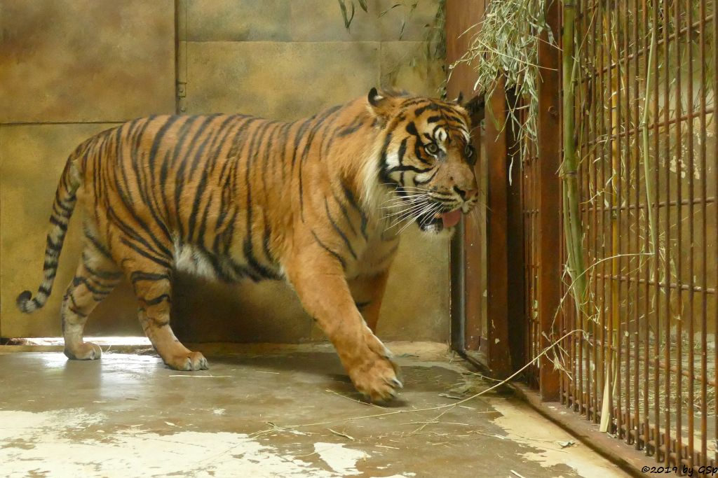 Sumatratiger