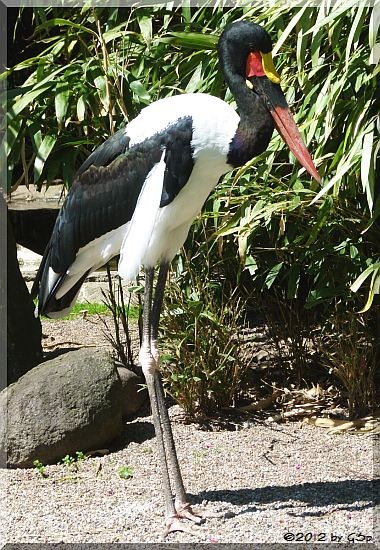 Sattelstorch