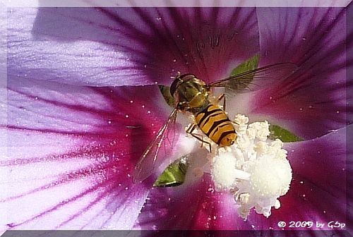 Hain-Schwebfliege