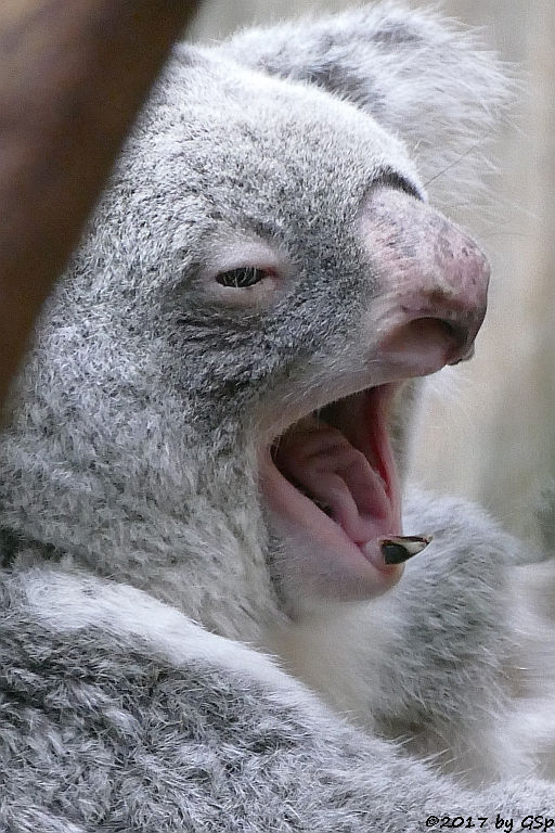 Queensland-Koala
