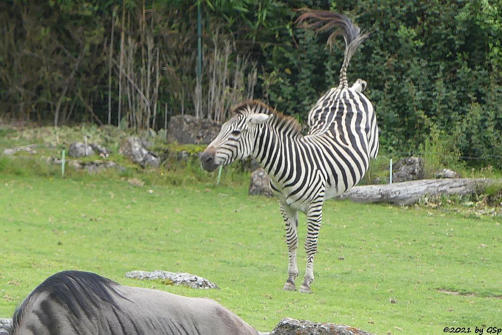 Böhm-Steppenzebra (Grant-Zebra)