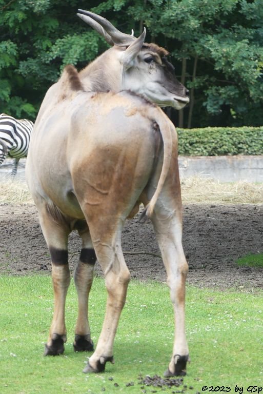 Elenantilope