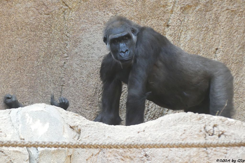 Westlicher Flachlandgorilla
