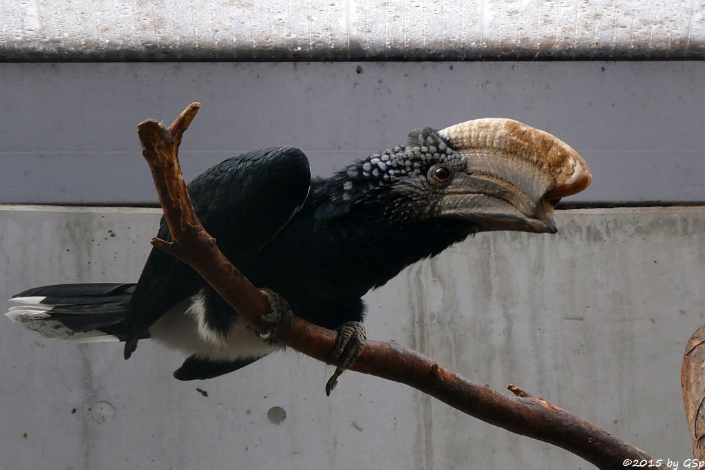 Silberwangen-Hornvogel