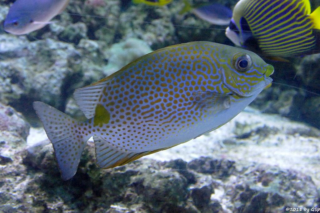 Goldfleck-Kaninchenfisch (Gefleckter Kaninchenfisch)