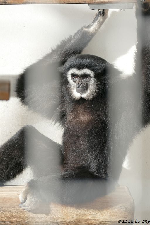 Weißhandgibbon (Lar)