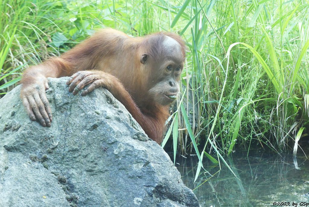 Sumatra-Orang-Utan