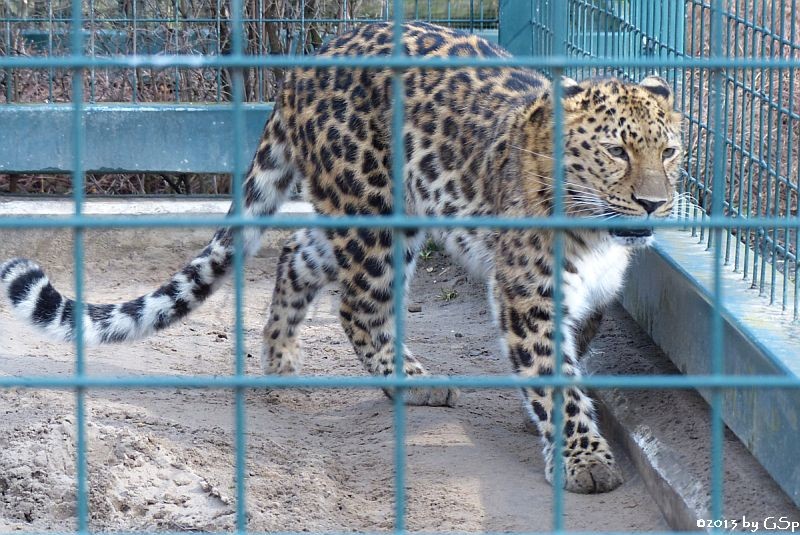 Amur-Leopard