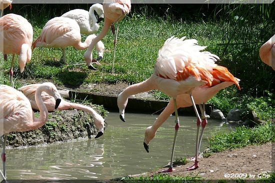 Chileflamingo