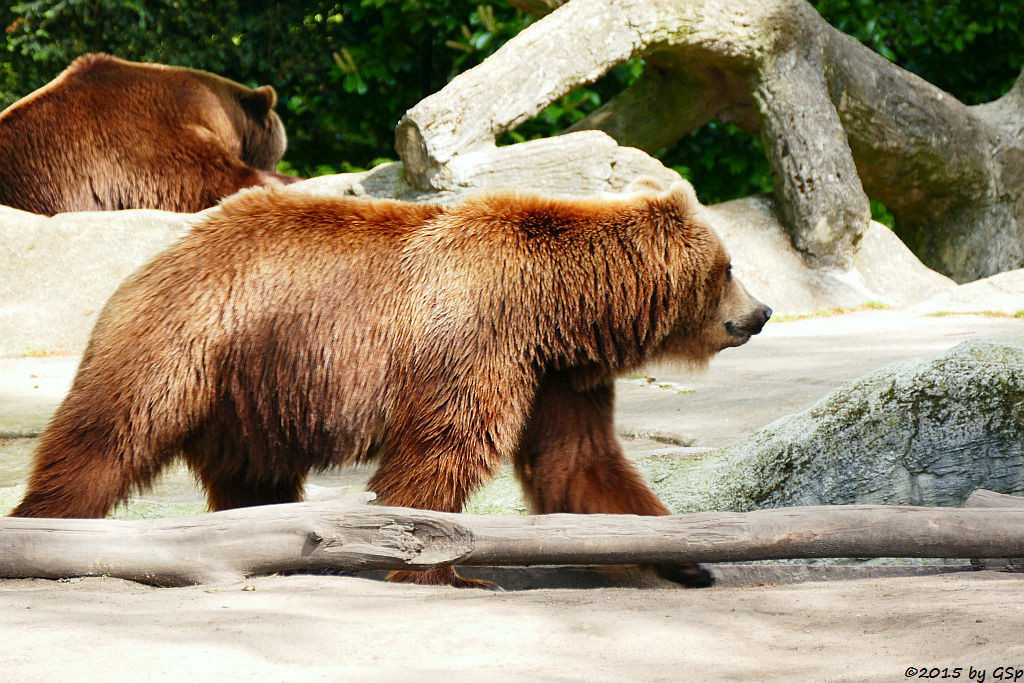 Kamtschatkabär MASCHA und LEONID