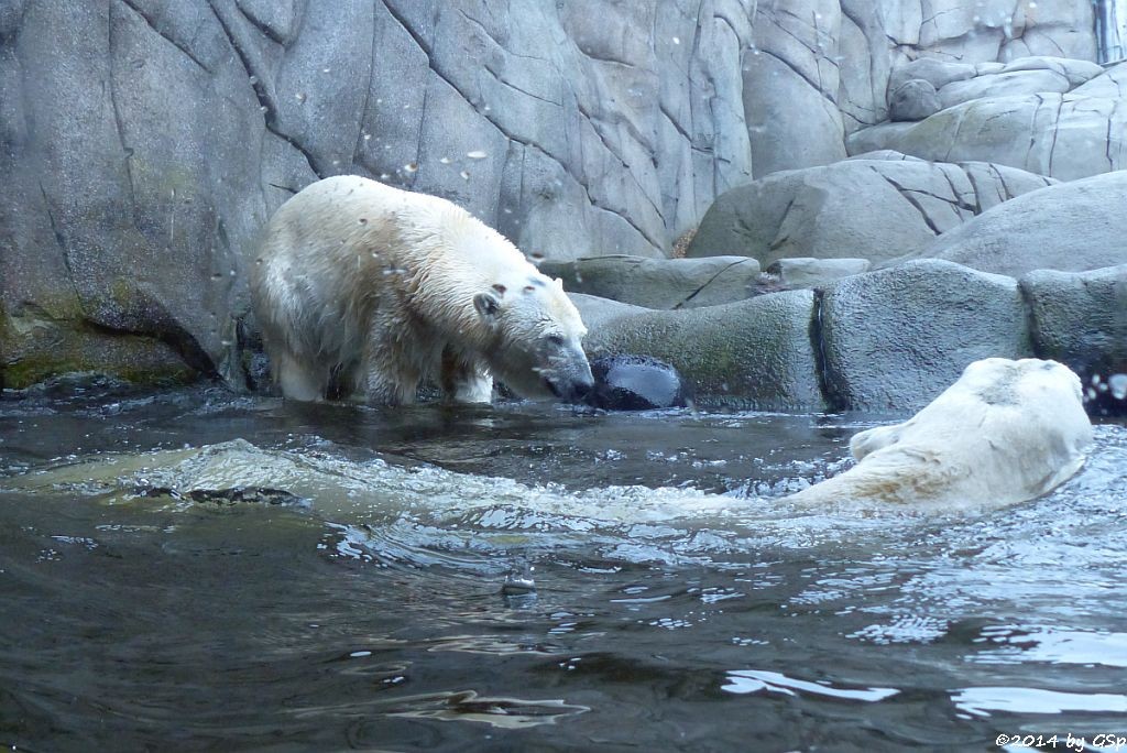 Eisbär VICTORIA und BLIZZARD