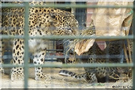 Persischer Leopard -Jungtier geb. am 3.7.11