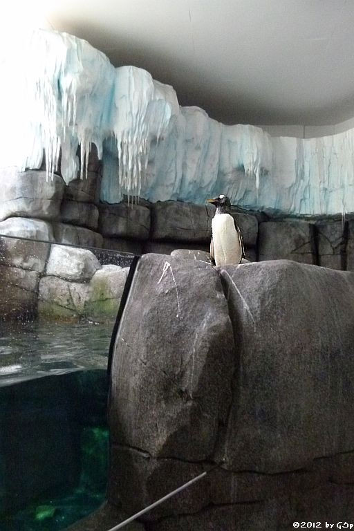 Eselspinguin