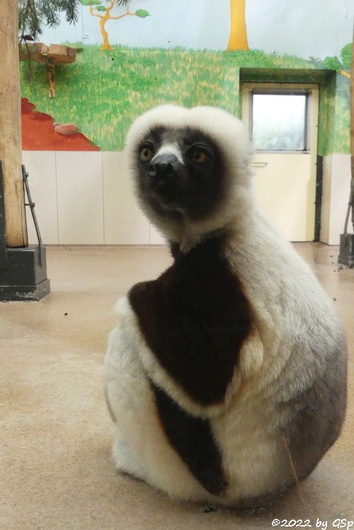 Coquerel-Sifaka