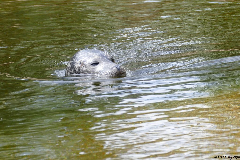 Ostatlantischer Seehund (Europäischer Seehund)