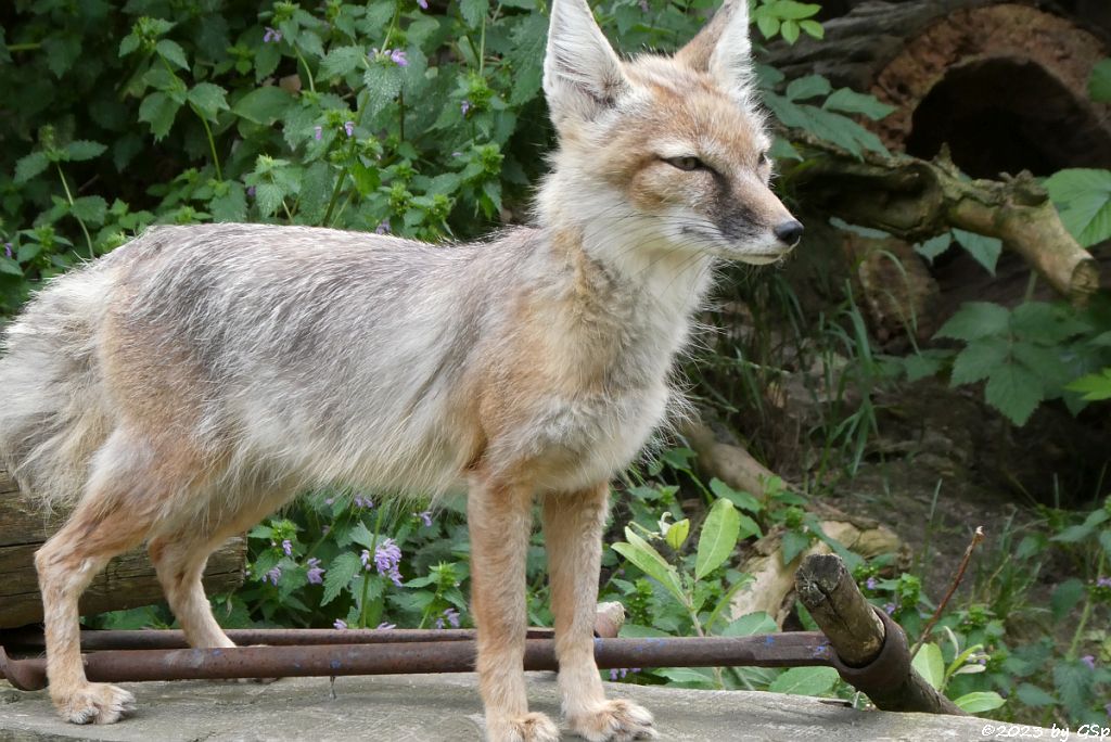 Korsak (Steppenfuchs)