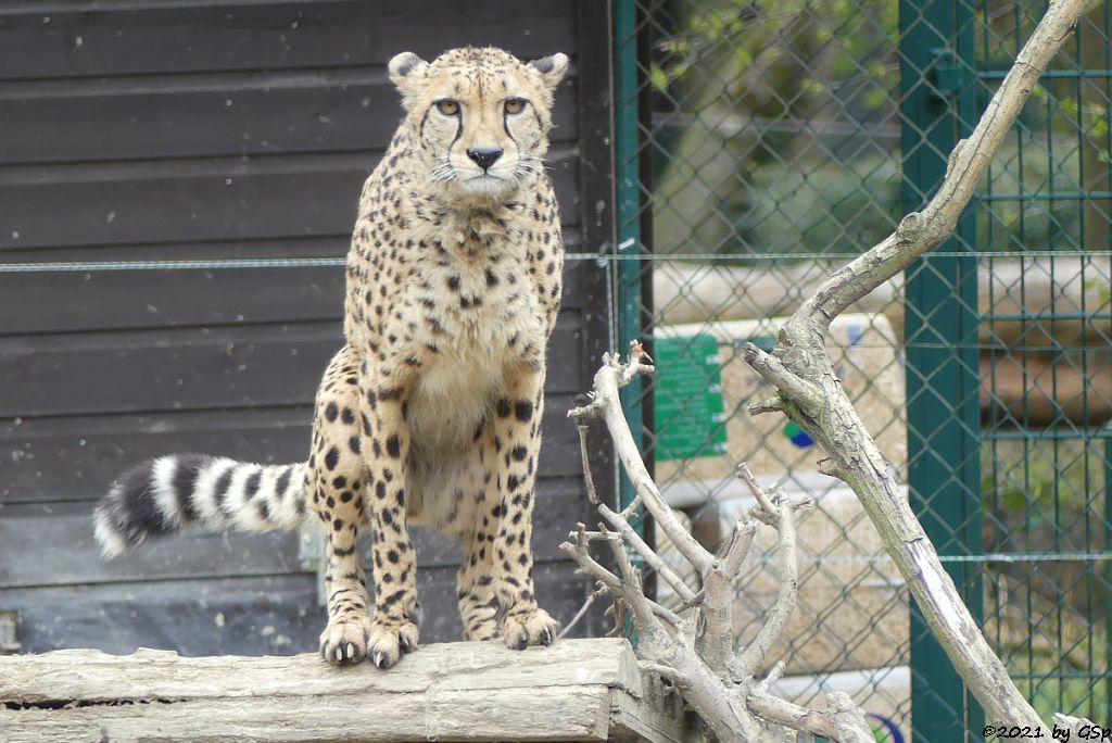 Südafrikanischer Gepard