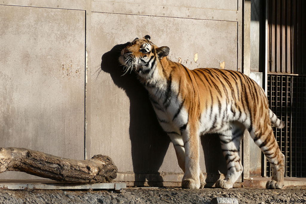 Sibirische Tigerin HANYA