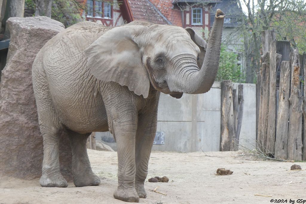 Elefanten Zoo Halle: PORI