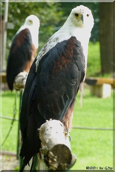 Schreiseeadler