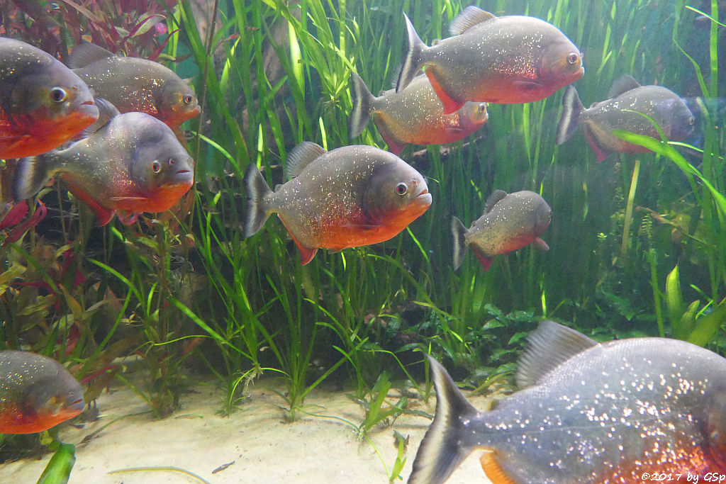 Roter Piranha (Natterers Sägesalmler)