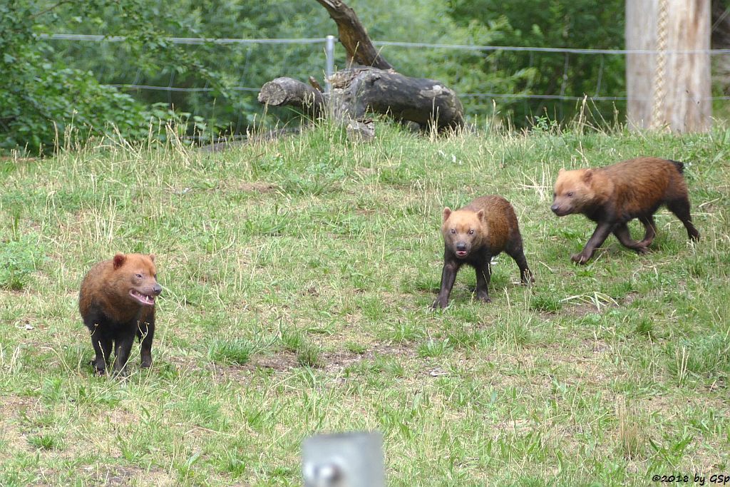 Waldhund (Buschhund)