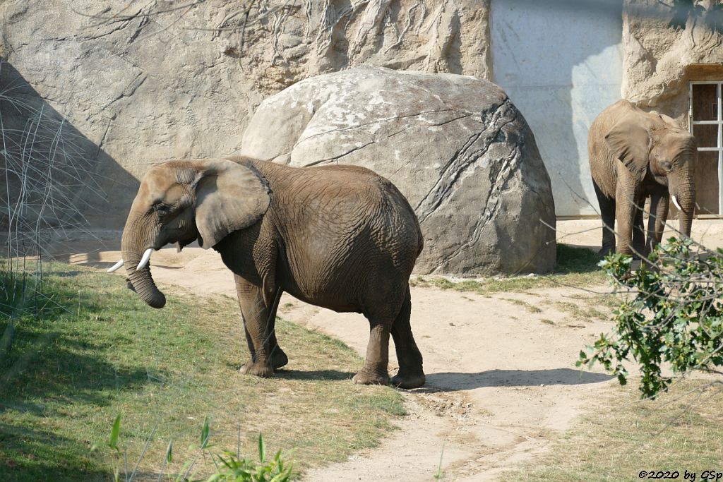 LILAK, KARIBA