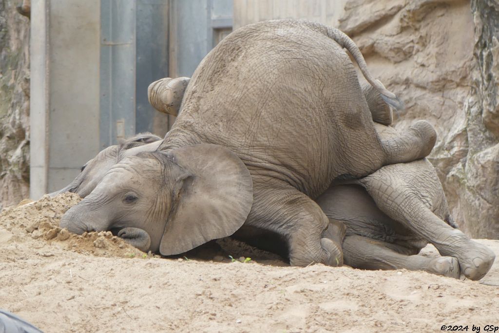 Elefanten Zoo Halle: ELANI, TAMIKA