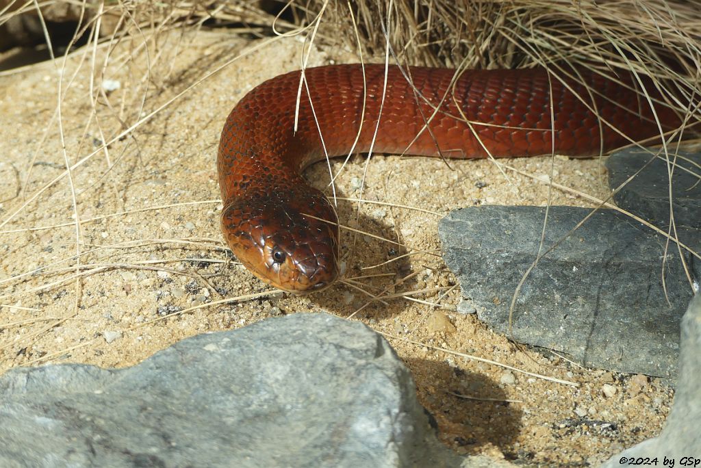 Rote Speikobra(Rote Mosambik-Speikobra)