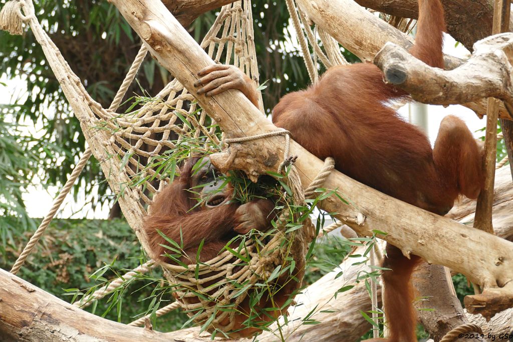 Sumatra-Orang-Utan