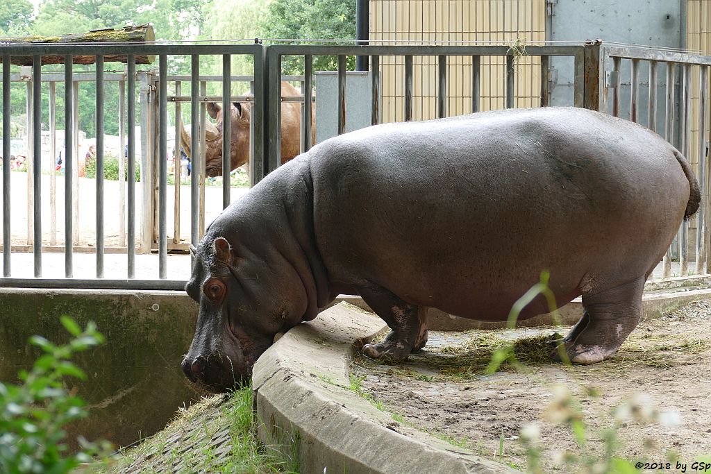 Flusspferd (Nilpferd) PETRA, im Hintergrund Südzentralafrikanisches Spitzmaulnashorn (Südliches Spitzmaulnashorn) KALUSHO