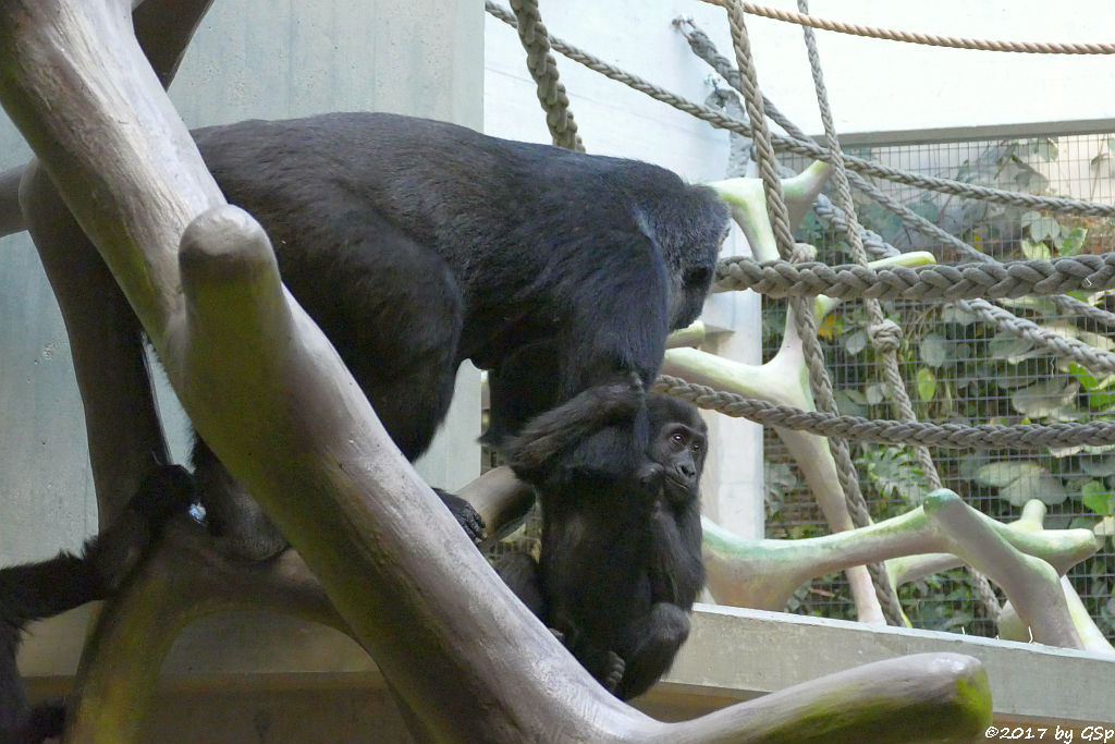 Flachlandgorilla