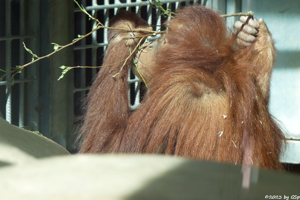 Sumatra-Oran-Utan