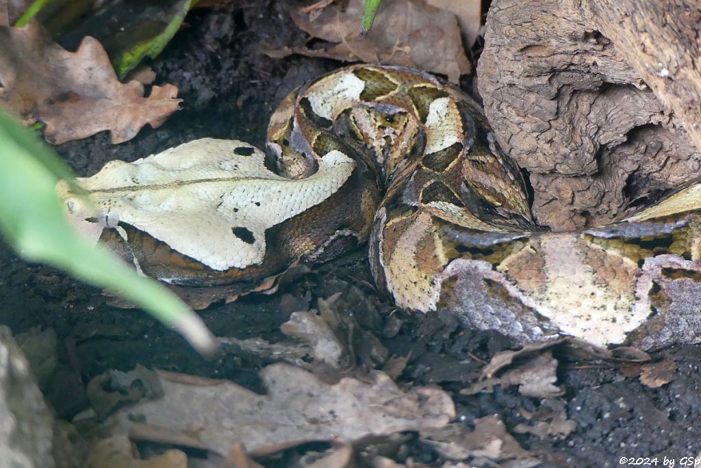 Östliche Gabunviper