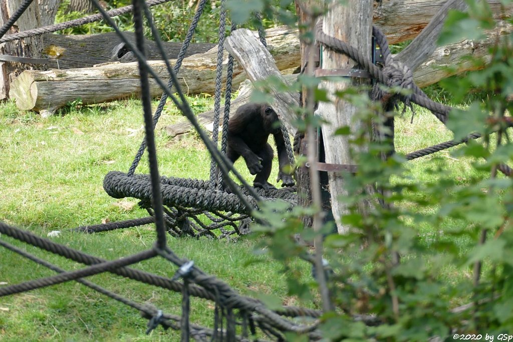 Westlicher Flachlandgorilla