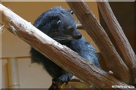 Binturong