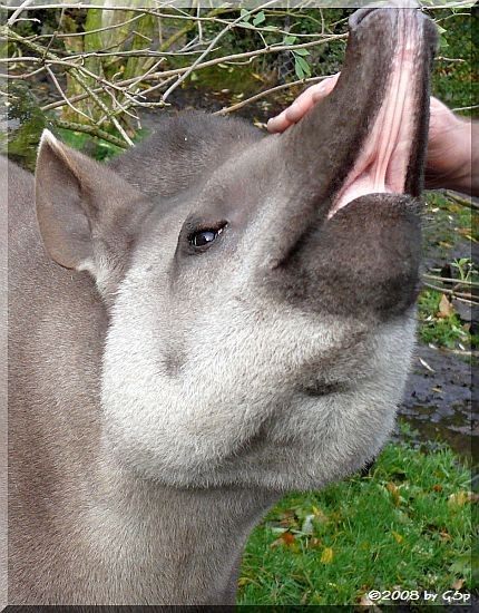 Flachlandtapir