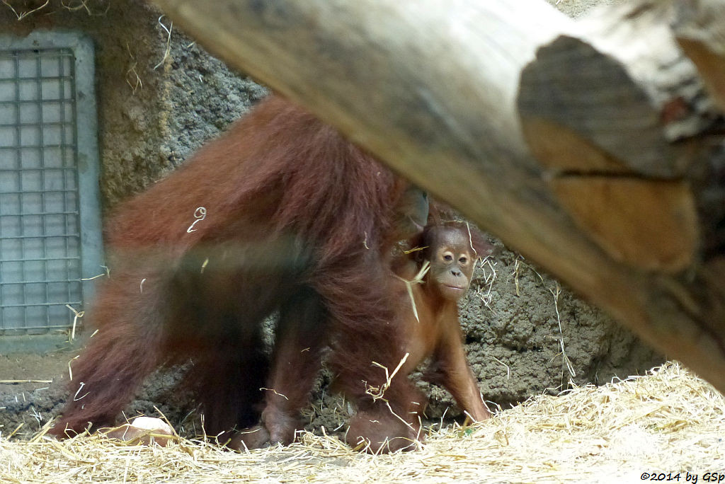 Sumatra-Orang-Utan ROSA und SAYANG