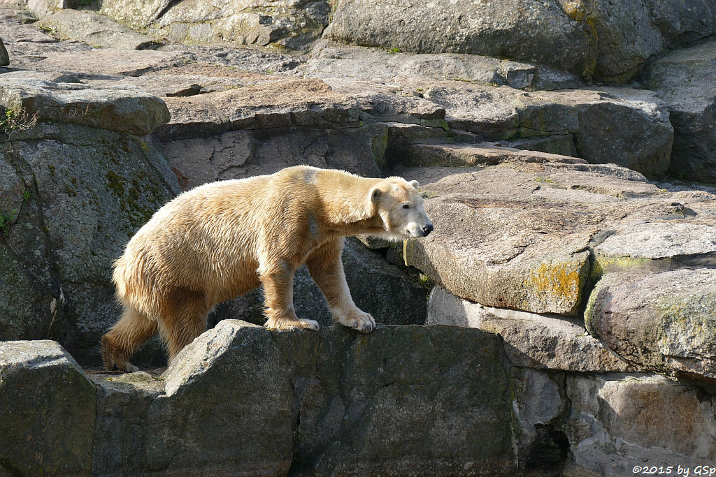 Eisbär