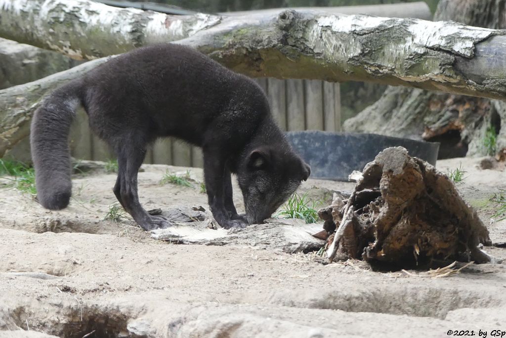 Polarfuchs (Eisfuchs, Blaufuchs)