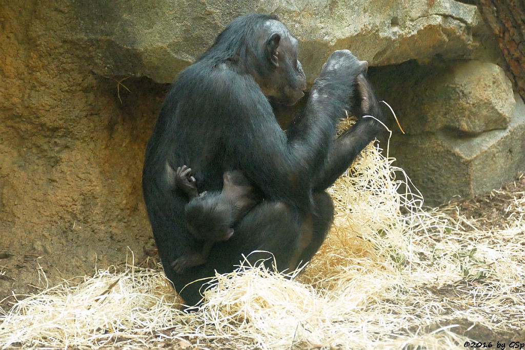 Bonobo BASHIRA mit ihrem Baby, geb. am 29.7.16 (8 Wo alt)