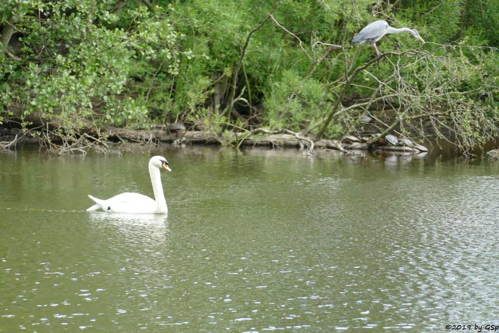 Höckerschwan, Graureiher (Fischreiher), Gelbwangen- und Rotwangen-Schmuckschildkröte