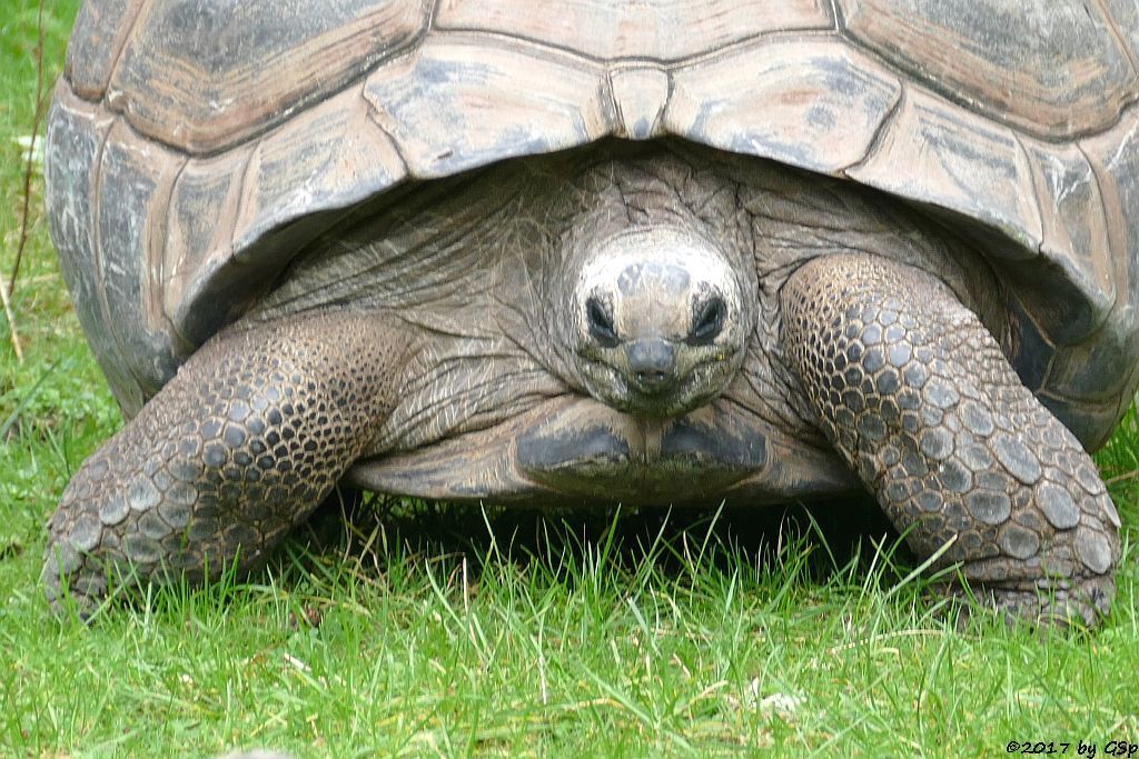 Aldabra- (Seychellen-) Riesenschildkröte