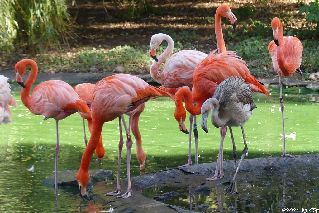 Kubaflamingo (Karibischer Flamingo, Roter Flamingo)