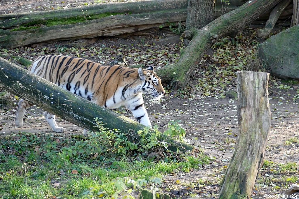 Sibirische Tigerin HANYA