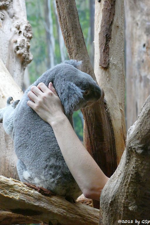 Queensland-Koala