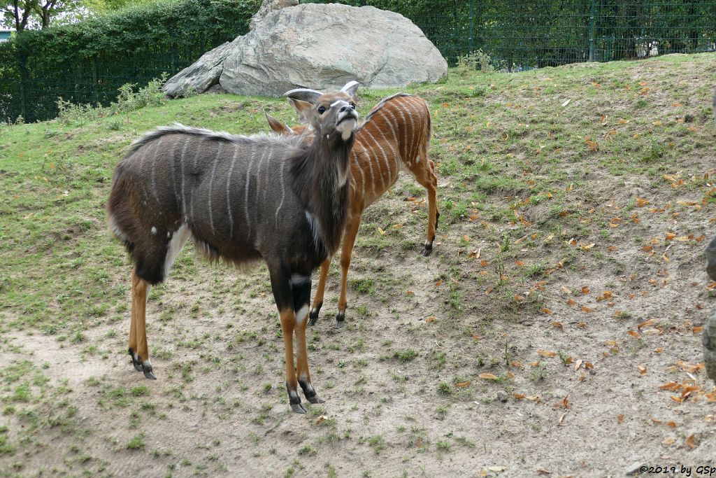 Nyala (Tieflandnyala, Flachlandnyala)