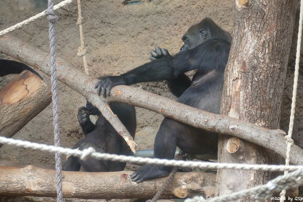 Flachlandgorilla SAWA und REBECCA