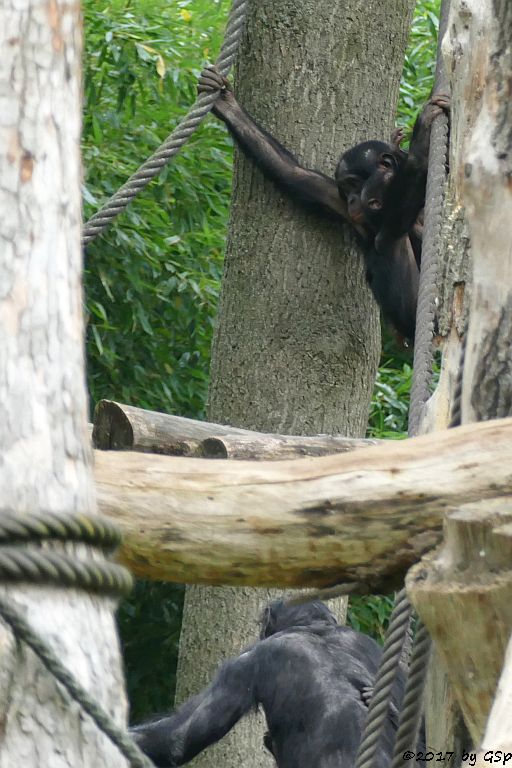 Bonobo YAROS mit TAYOS